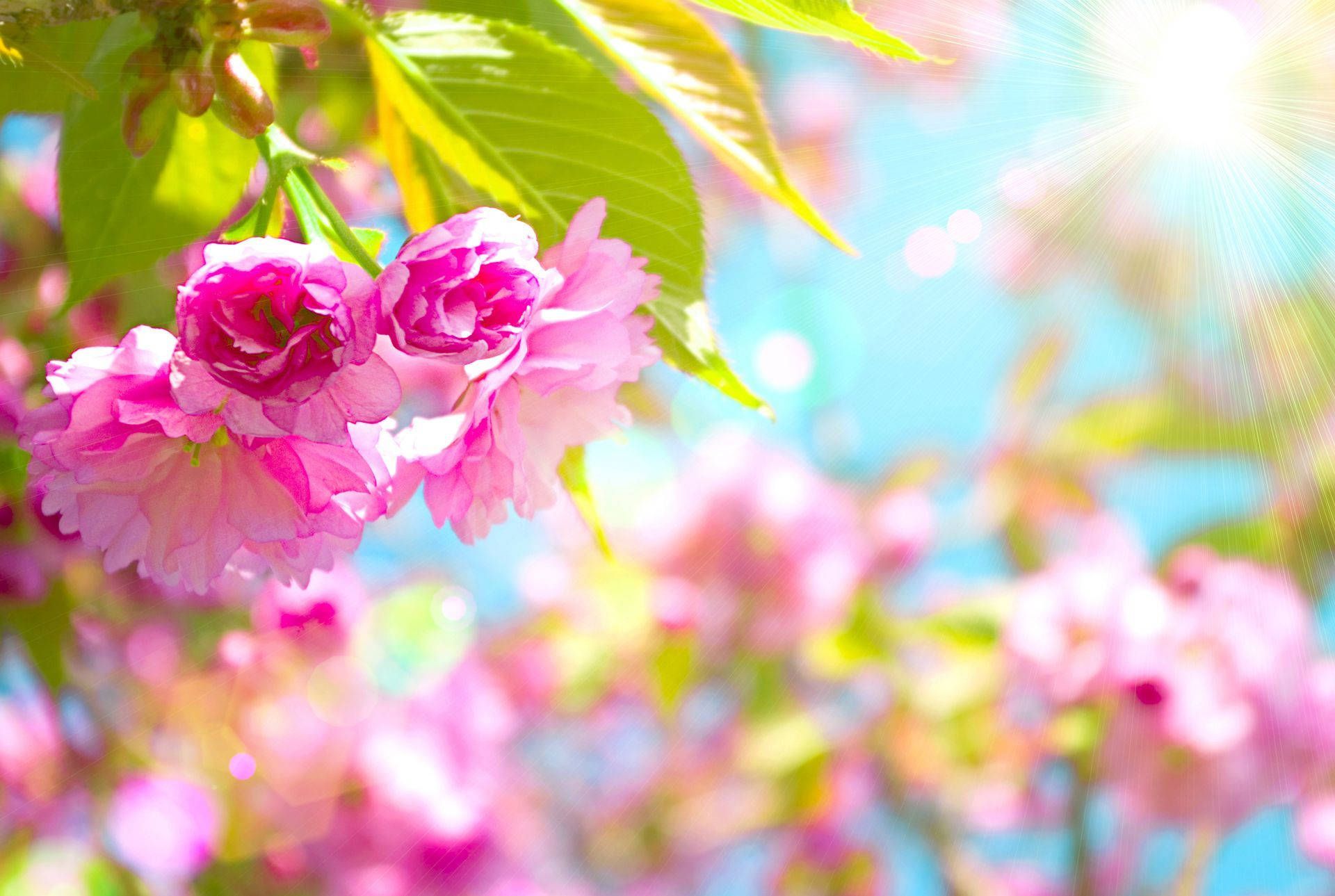 bright spring flowers desktop wallpapers for mood enhancement