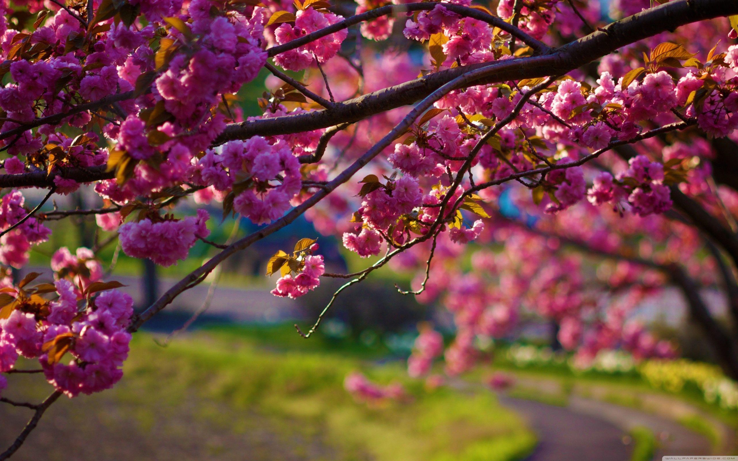 colorful spring flowers desktop wallpaper designs