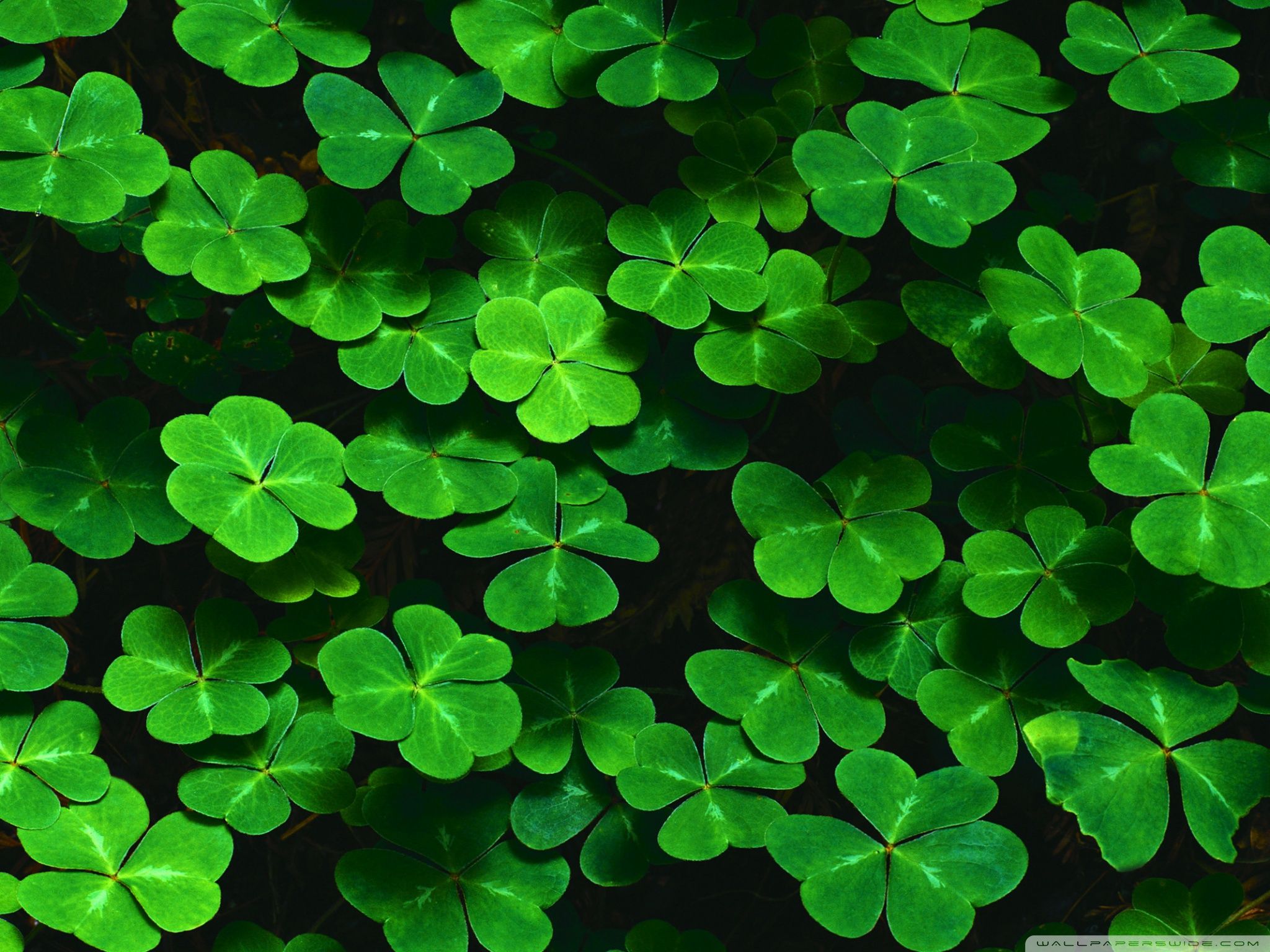 desktop st patrick's day wallpaper 0046