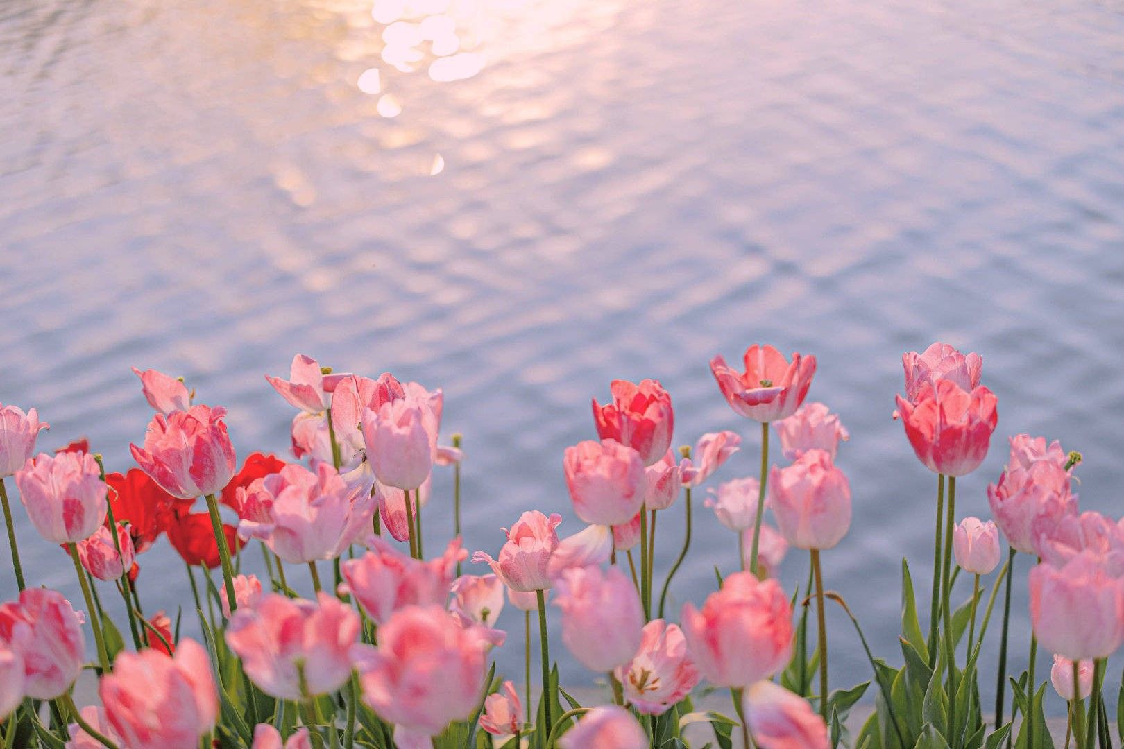 minimalist spring flowers desktop wallpaper styles