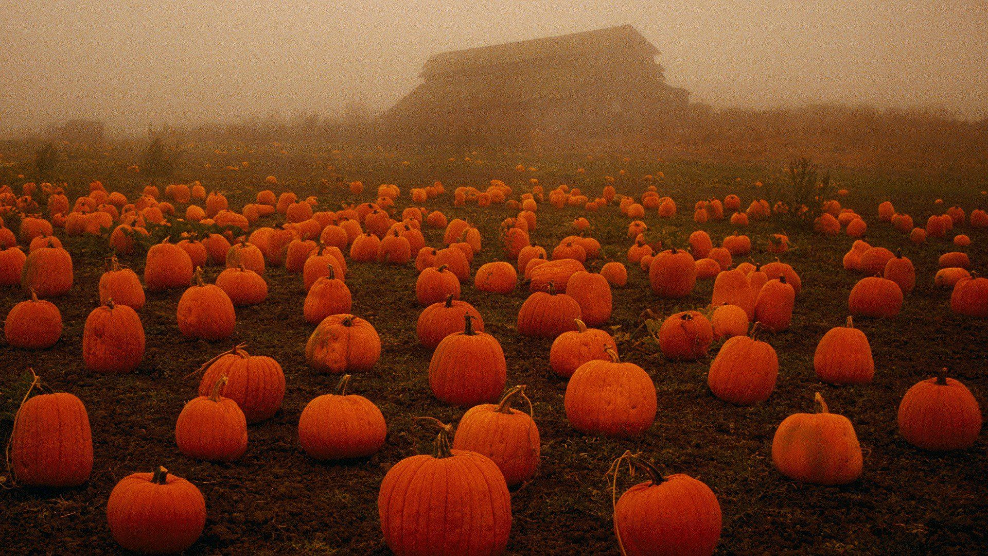 seasonal Halloween desktop concepts