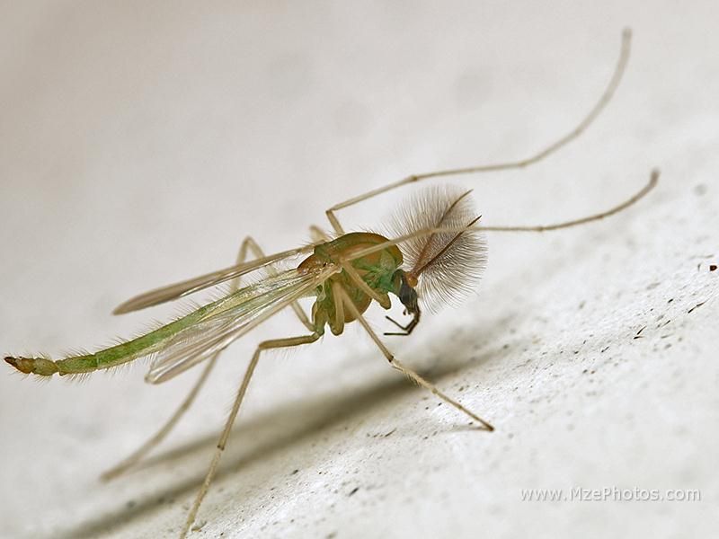 serene flyfishing desktop photography