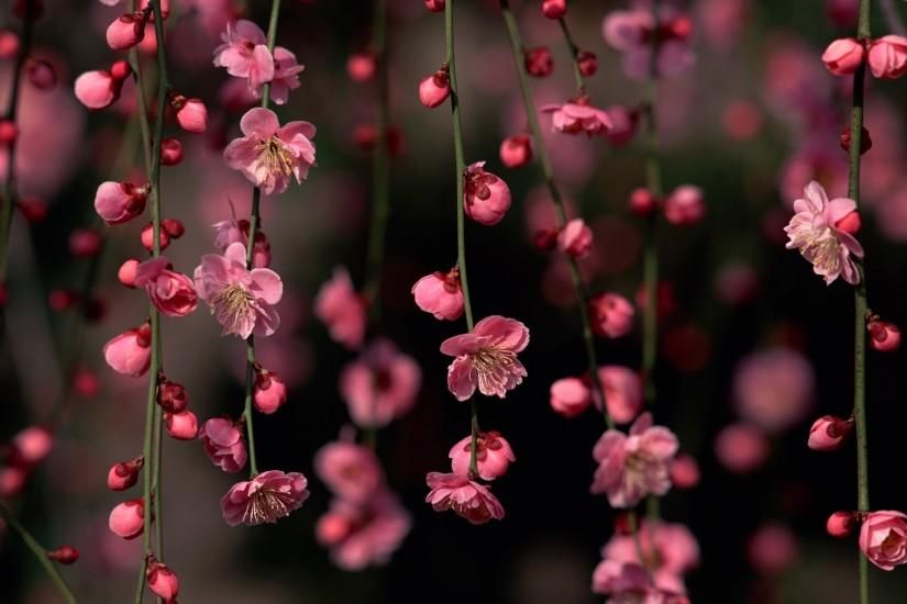 serene spring flowers desktop wallpaper images