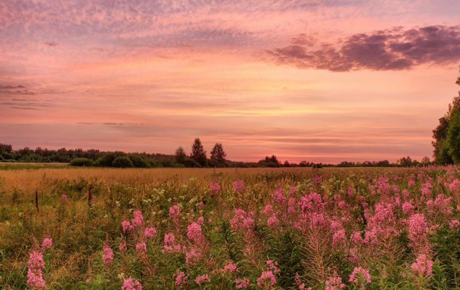 spring flowers desktop wallpaper 0021