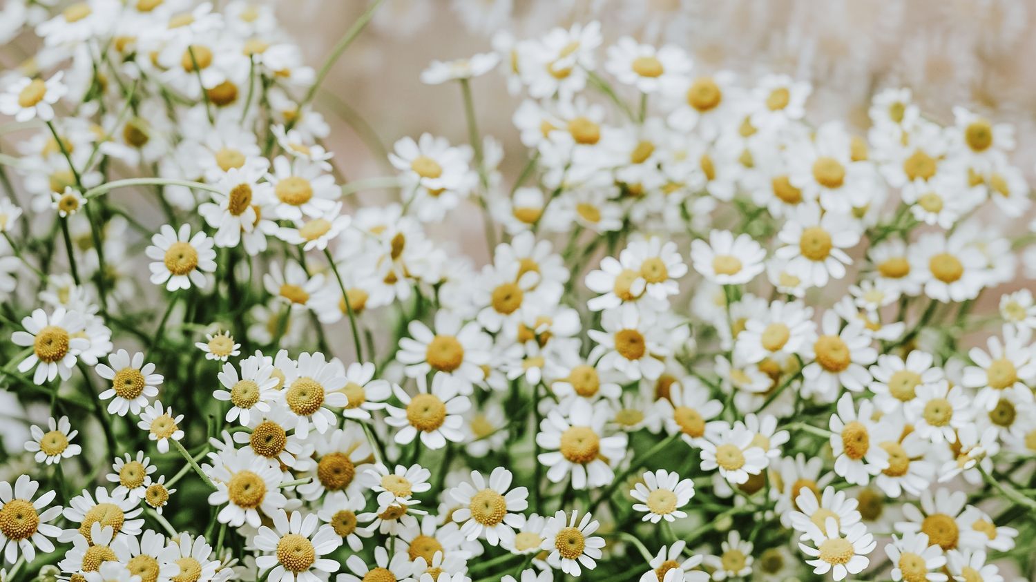 spring flowers desktop wallpaper 0031