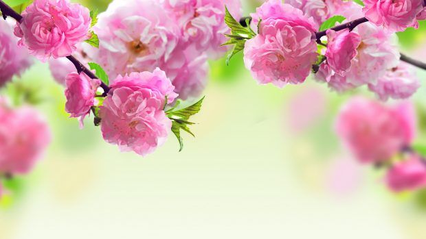 spring flowers desktop wallpaper 0040