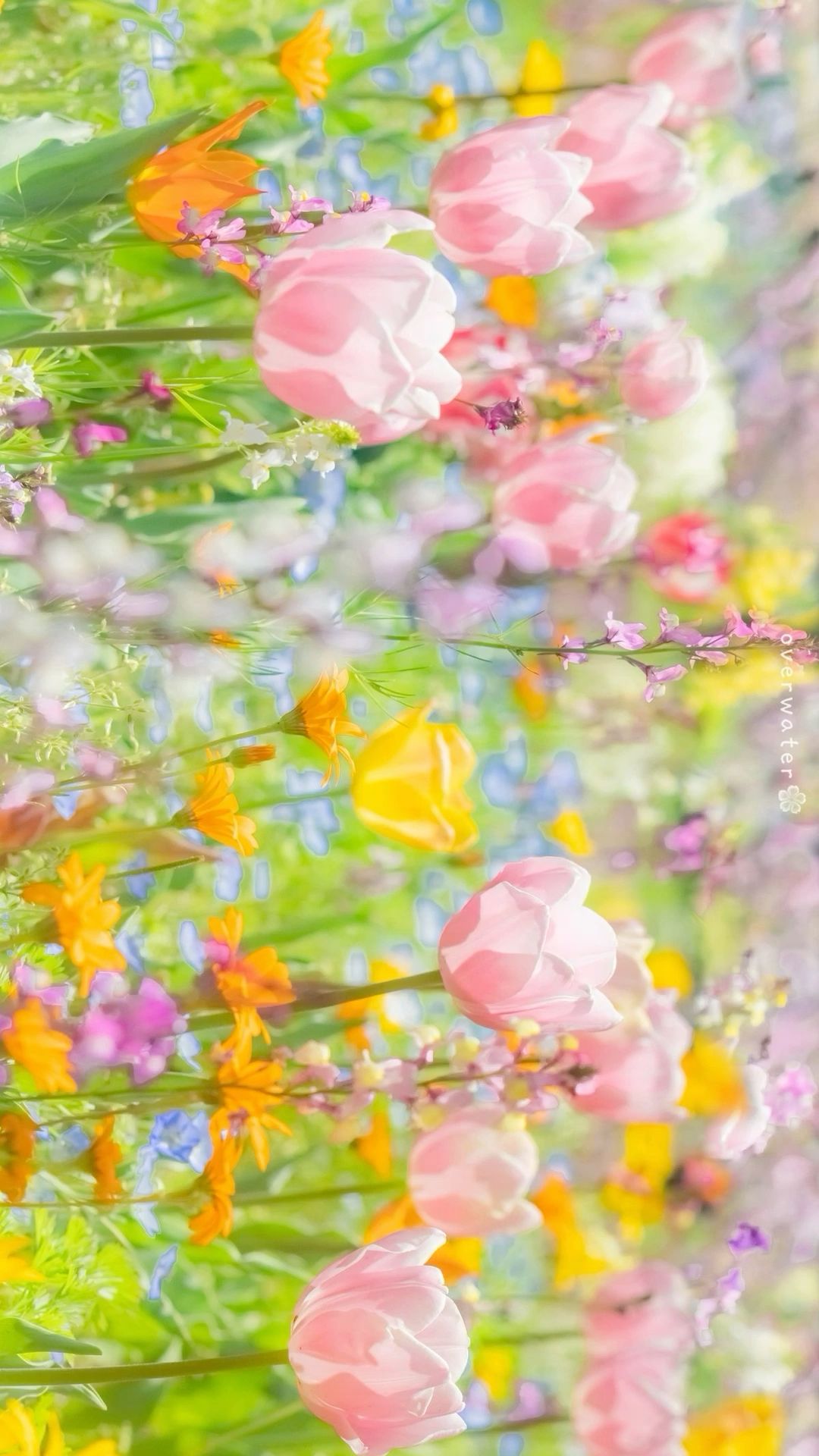 spring flowers desktop wallpaper 0047