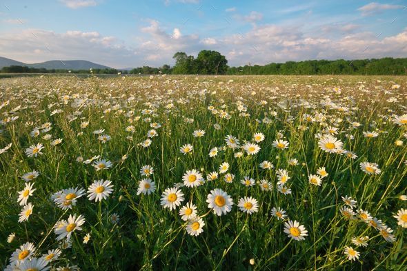 spring flowers desktop wallpaper 0055