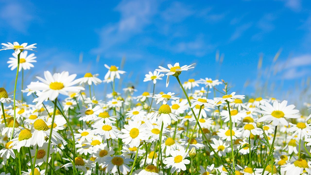 spring flowers desktop wallpaper 0064