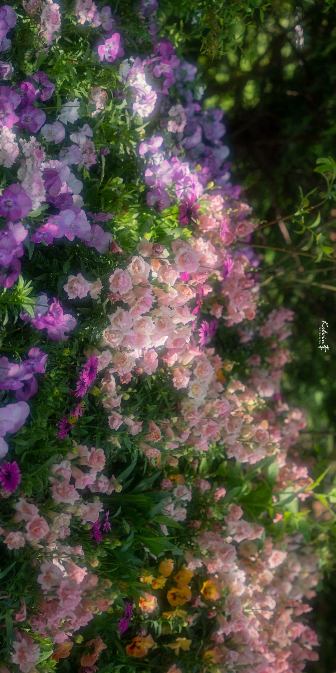 spring flowers desktop wallpaper 0071