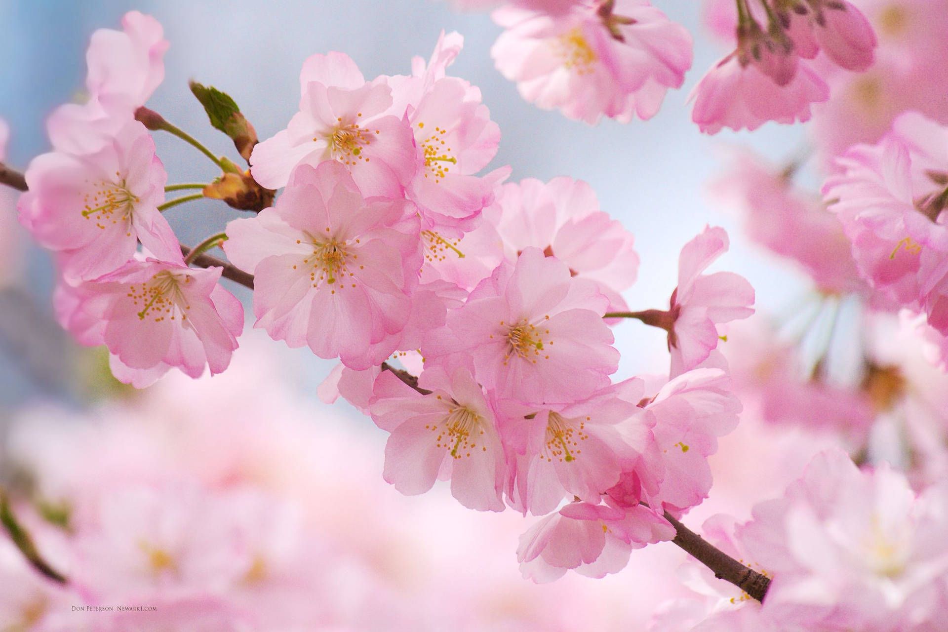 spring flowers desktop wallpaper 0072