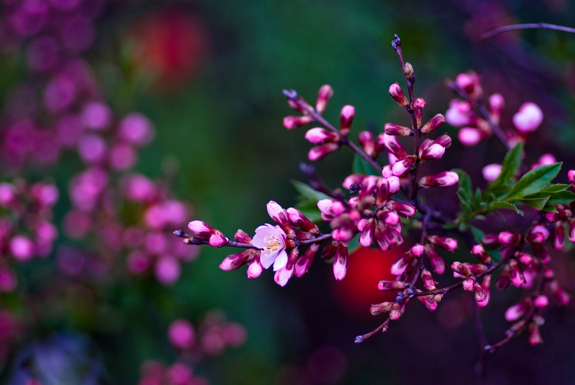 spring flowers desktop wallpaper 0082