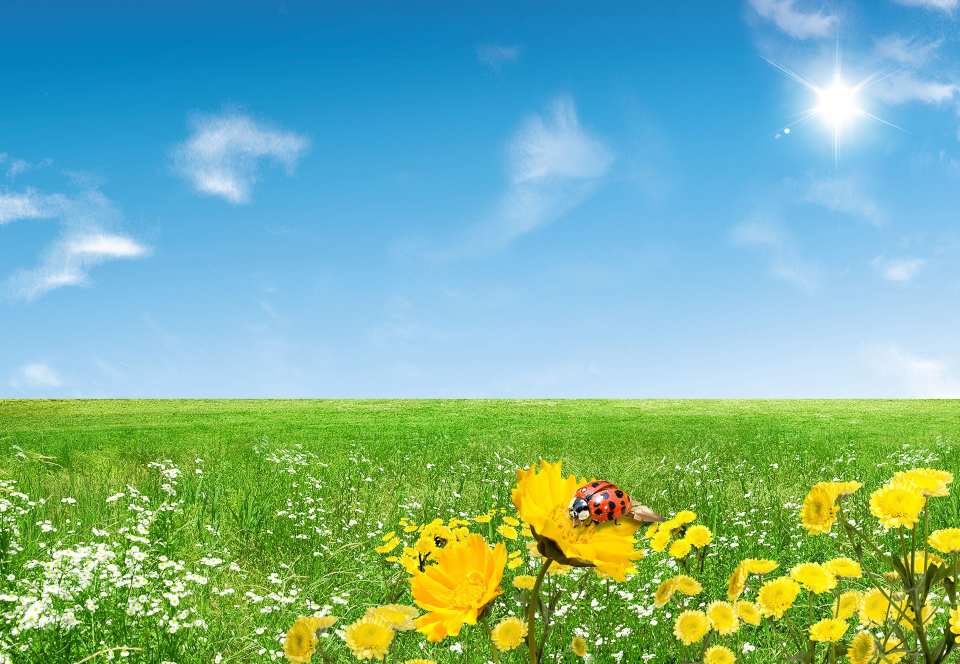 spring flowers desktop wallpaper 0084