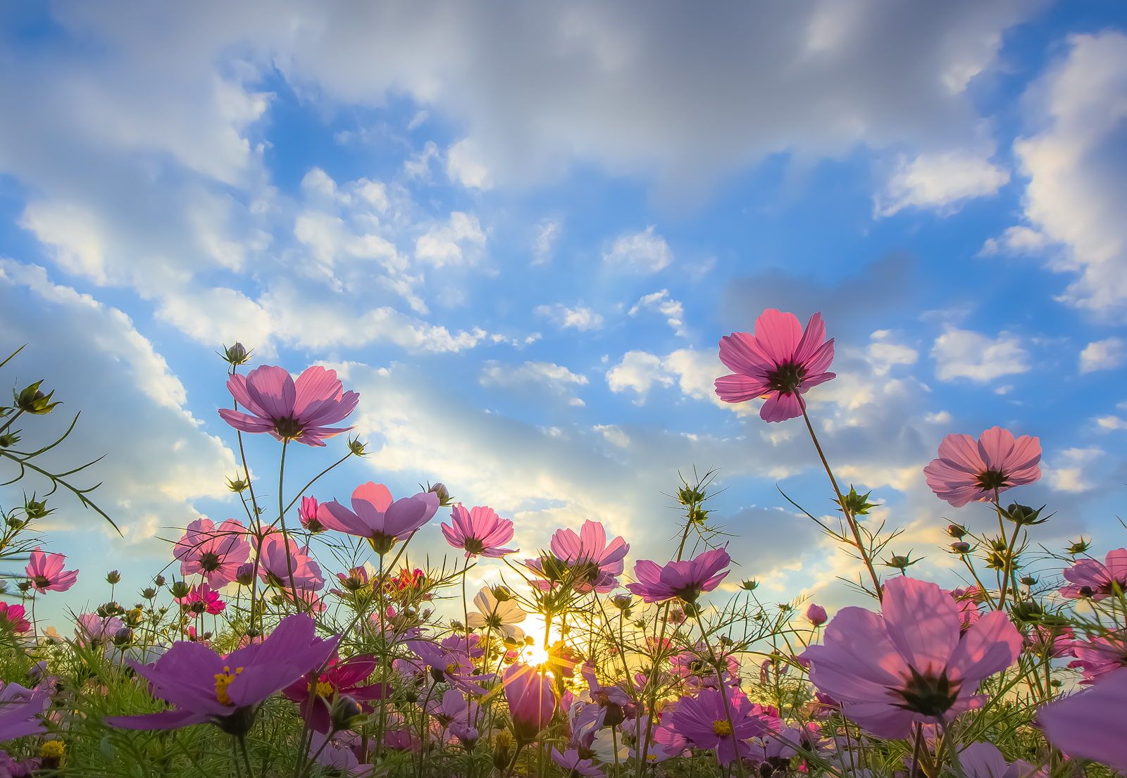 spring flowers desktop wallpaper 0090