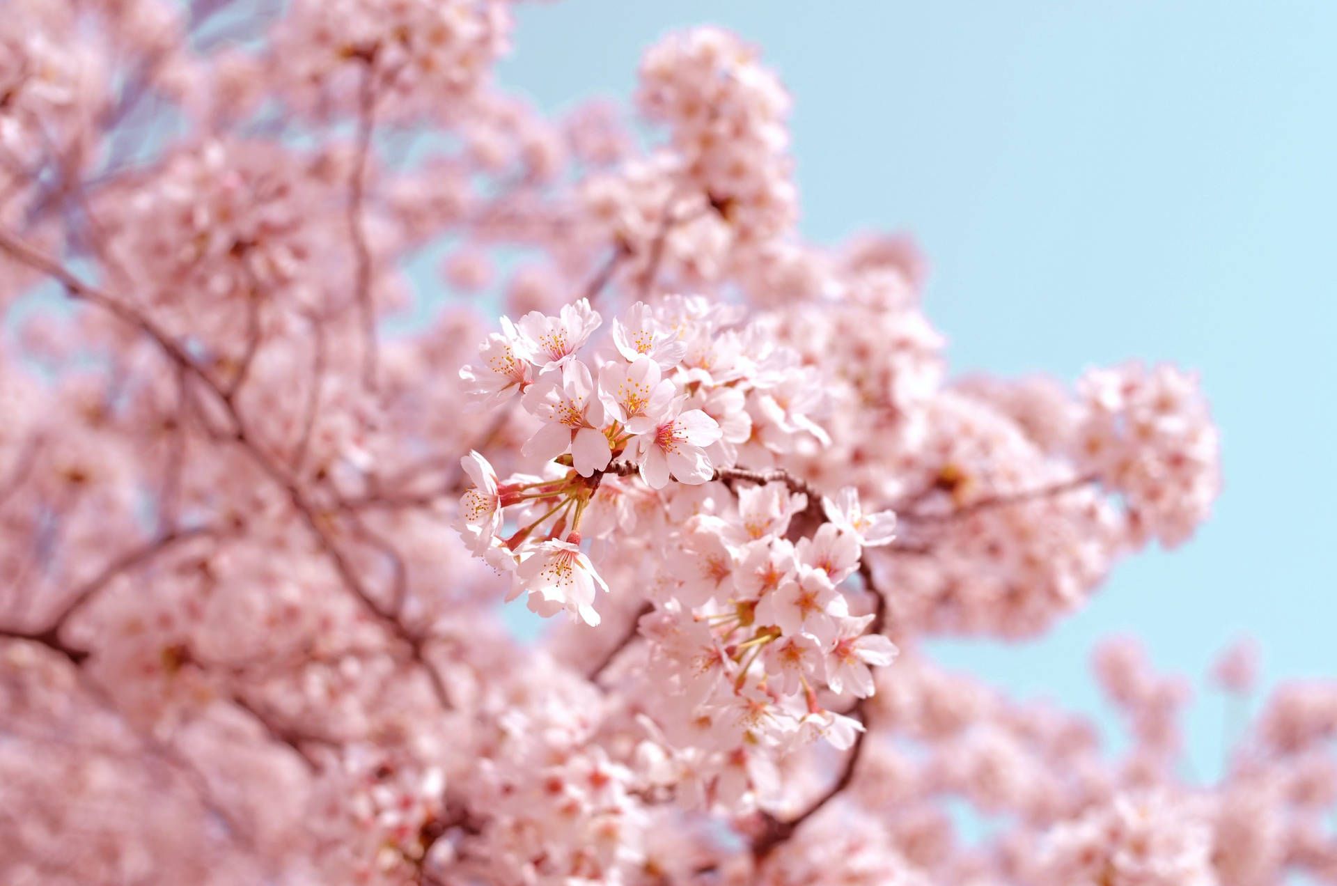 spring-themed desktop wallpaper