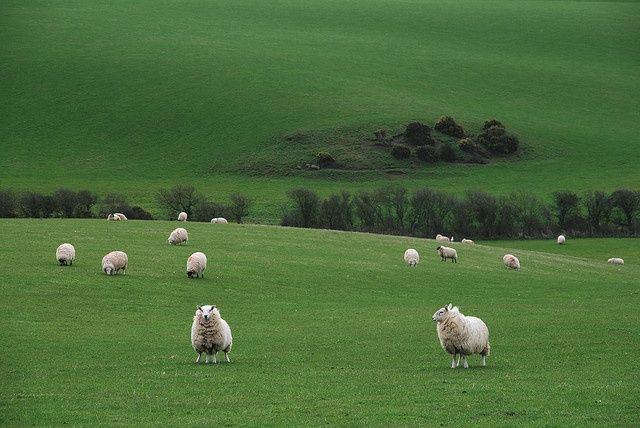 turning your desktop green with wallpaper