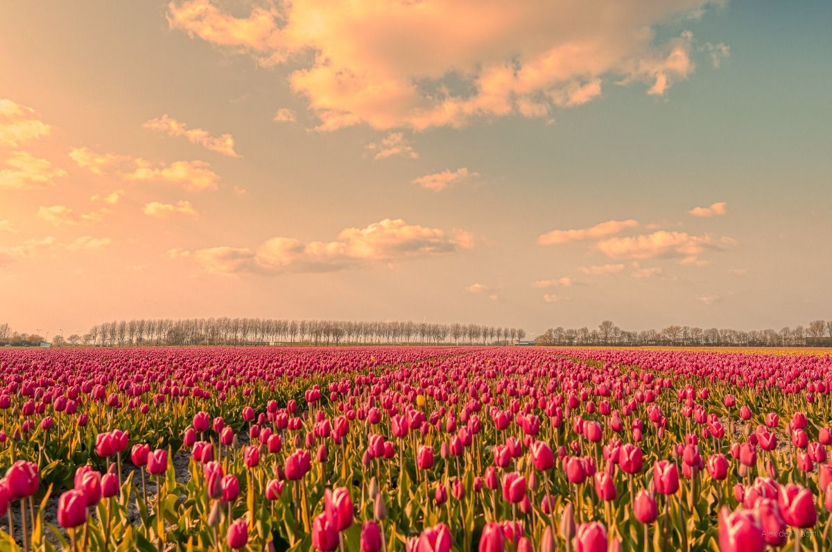 vibrant spring wallpaper for desktop